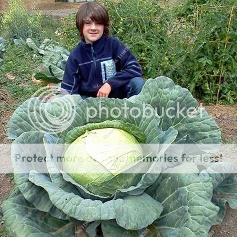 50 Rare Giant Russian Cabbage Seeds High-Quality Healthy Organic